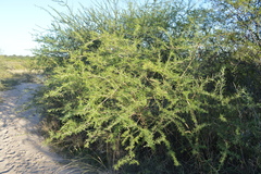 Mimozyganthus carinatus