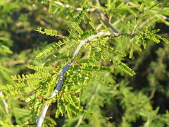 Mimozyganthus carinatus