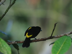 Ramphocelus flammigerus icteronotus