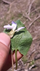 Viola septentrionalis