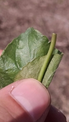 Viola septentrionalis