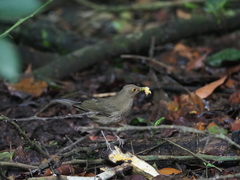 Turdus maculirostris