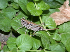 Steiroxys trilineata