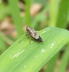 Hylaius oregonensis