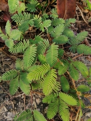 Mimosa pudica