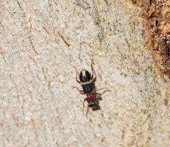 Lemidia accincta