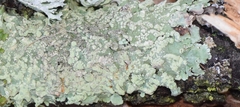 Flavoparmelia soredians