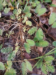 Mimosa pudica