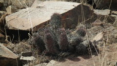 Euphorbia stellispina