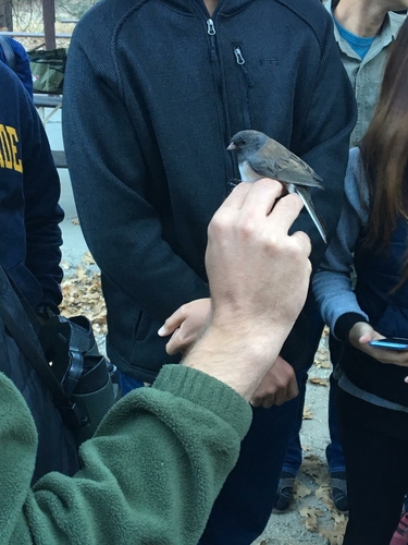 iNaturalist observation photo of Dark-eyed Junco