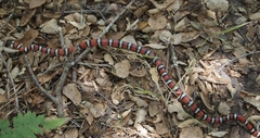 Lampropeltis zonata