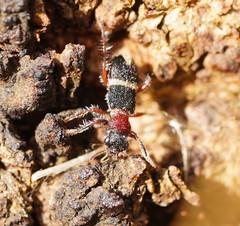 Lemidia accincta