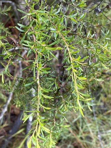 Leptospermum polygalifolium
