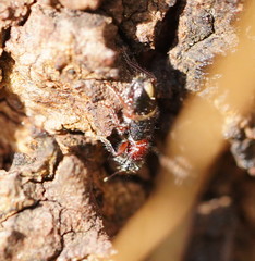 Lemidia accincta
