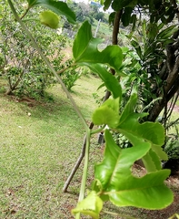 Passiflora edulis