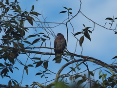 Patagioenas plumbea