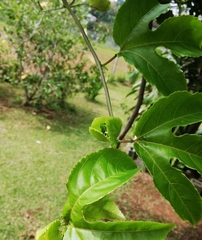 Passiflora edulis