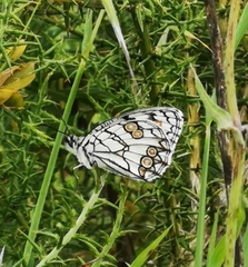 Melanargia ines