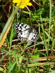 Melanargia ines