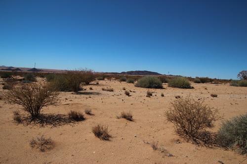 Image of Euphorbia gregaria by (c) Tony Rebelo, some rights reserved (CC BY-SA)