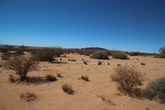 Euphorbia gregaria