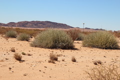 Euphorbia gregaria