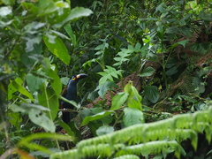 Andigena laminirostris