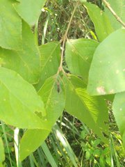 Endochus cingalensis