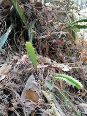 Disocactus speciosus