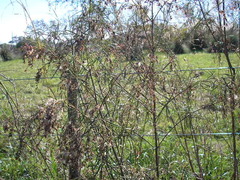 Acanthostyles buniifolius