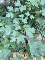 Acer skutchii