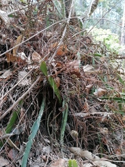 Disocactus speciosus