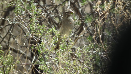 Crithagra albogularis