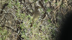 Crithagra albogularis