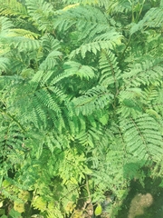 Jacaranda mimosifolia