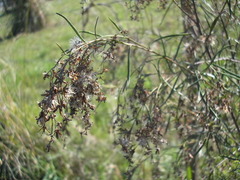 Acanthostyles buniifolius