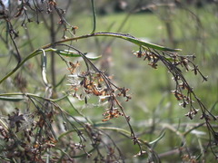 Acanthostyles buniifolius
