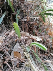 Disocactus speciosus