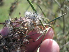 Acanthostyles buniifolius