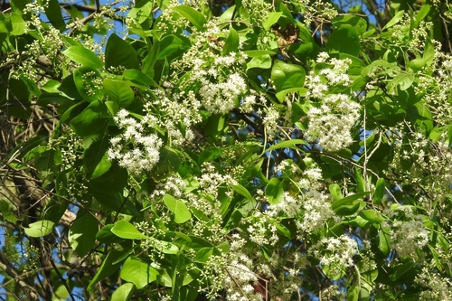 Image of Ehretia tinifolia by (c) Sebastián de Jesús Herrera Buenfil, some rights reserved (CC BY)