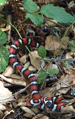 Lampropeltis zonata