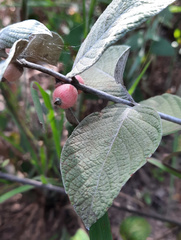 Sabicea brasiliensis