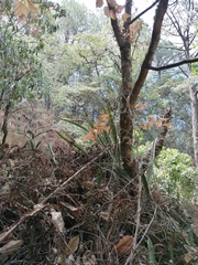 Disocactus speciosus