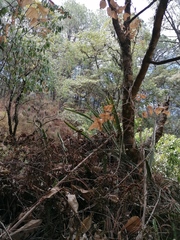 Disocactus speciosus