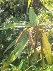 Epidaus sexspinus