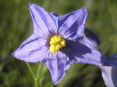 Solanum amygdalifolium