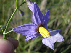 Solanum amygdalifolium
