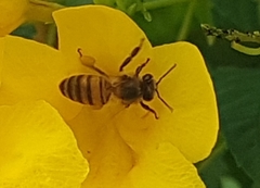 Apis mellifera