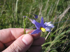 Solanum amygdalifolium