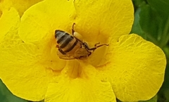 Apis mellifera
